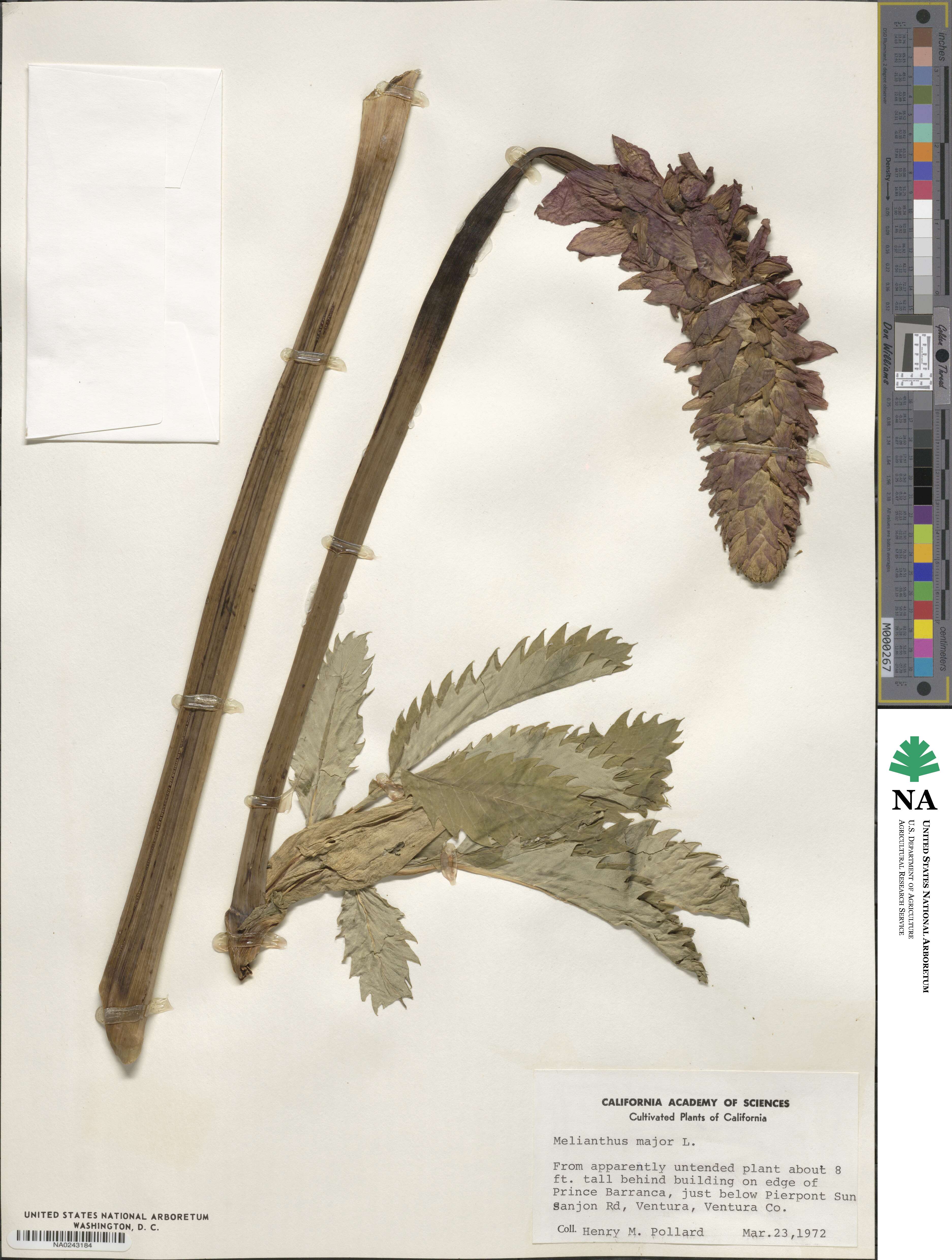 Melianthus major image