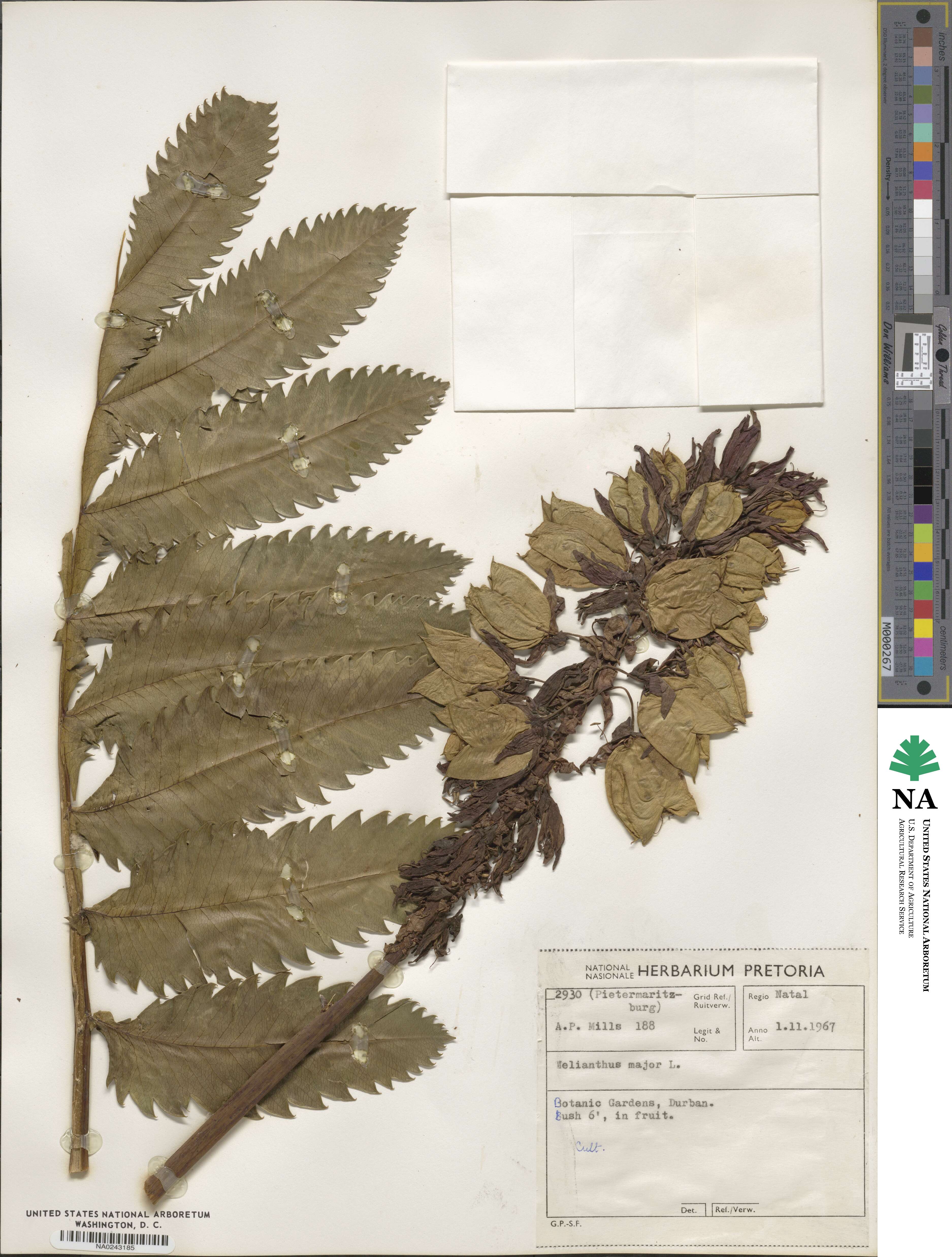 Melianthus major image