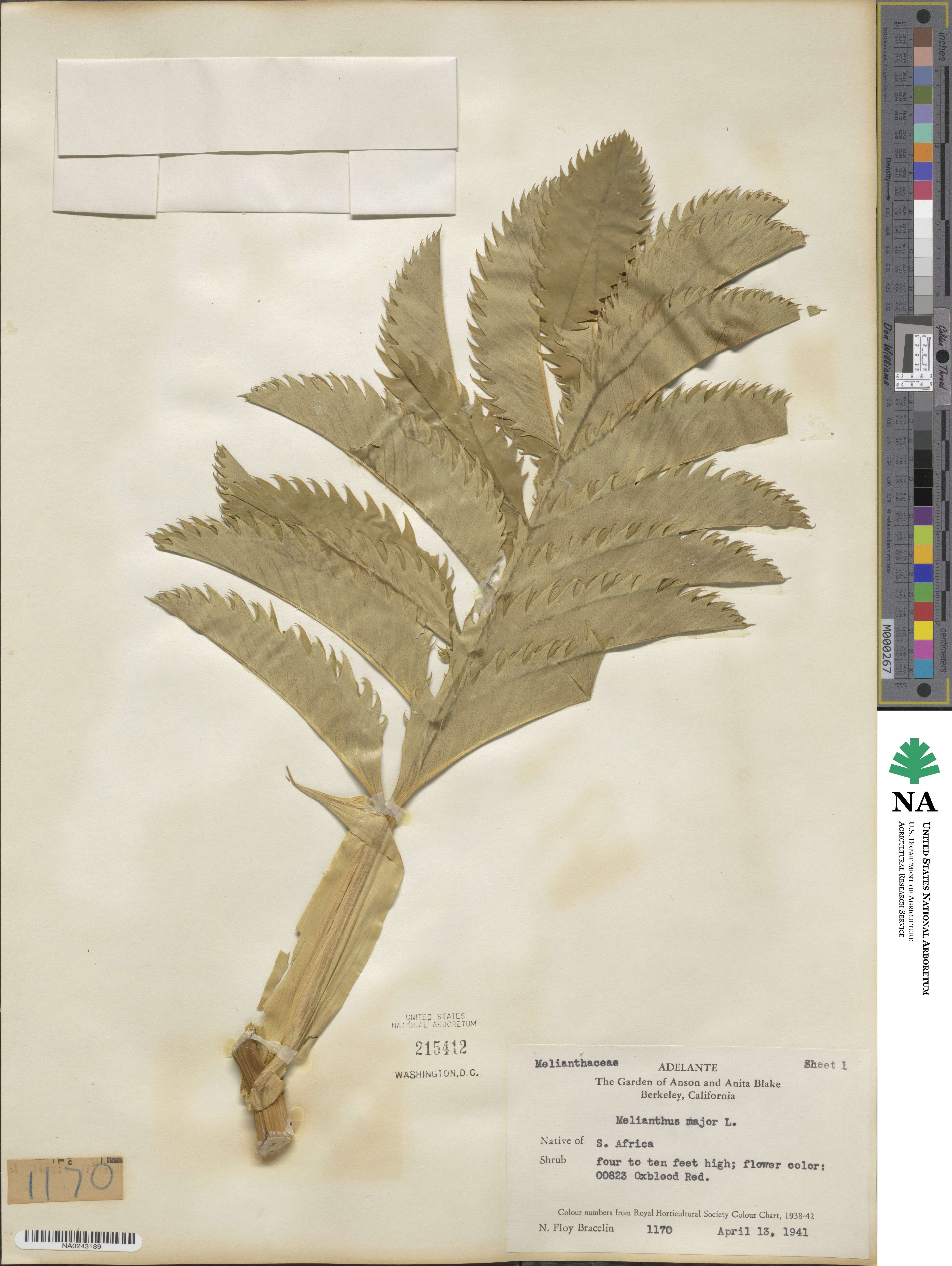 Melianthus major image