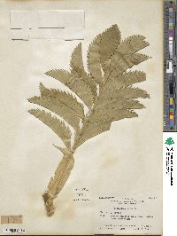 Melianthus major image