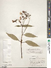 Impatiens balfourii image