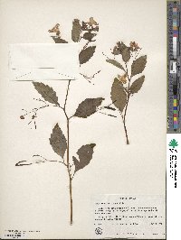 Impatiens capensis image