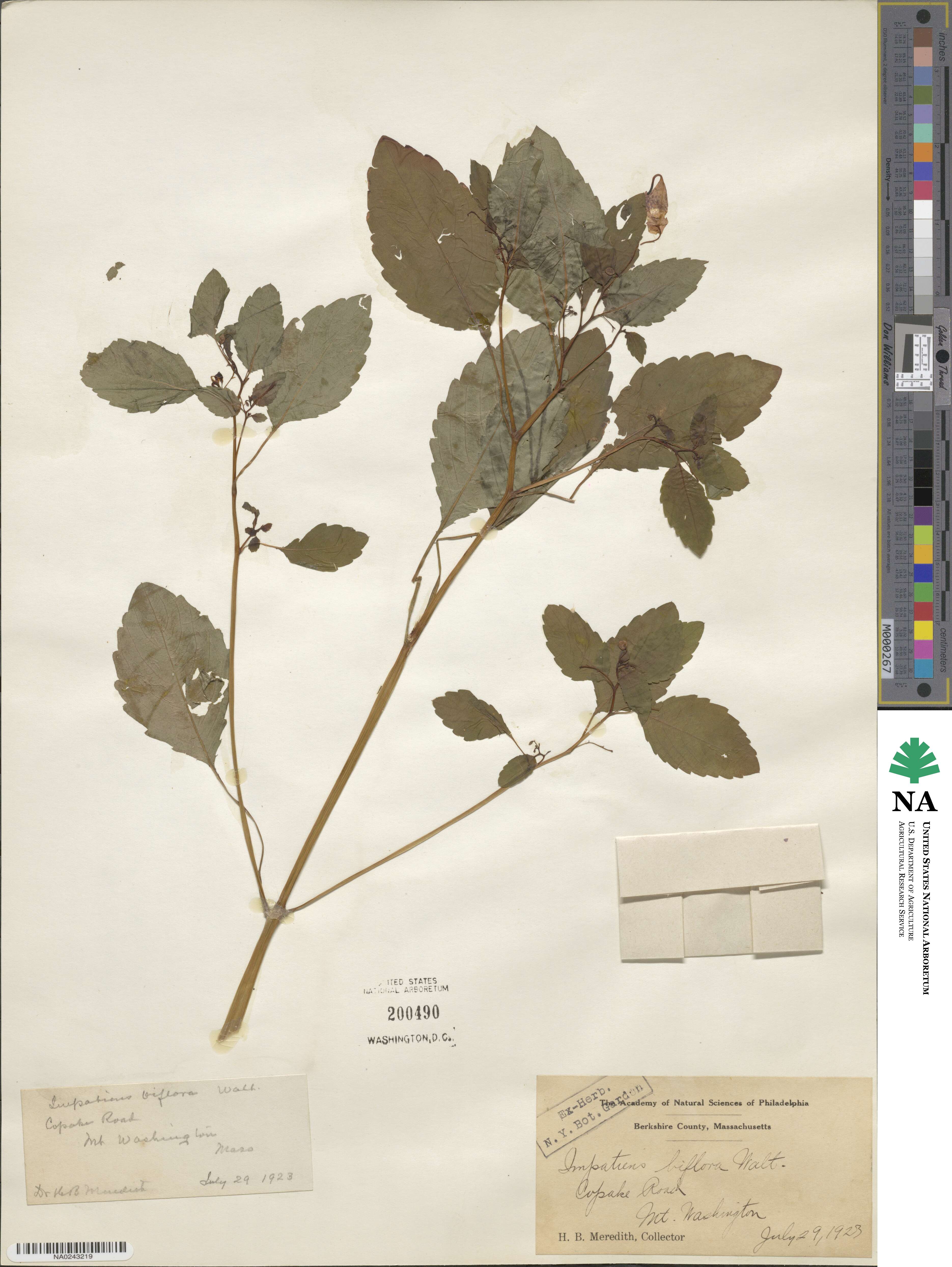 Impatiens capensis image