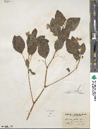 Impatiens capensis image