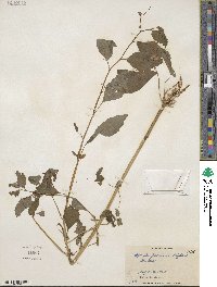 Impatiens capensis image