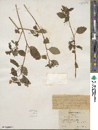 Impatiens capensis image