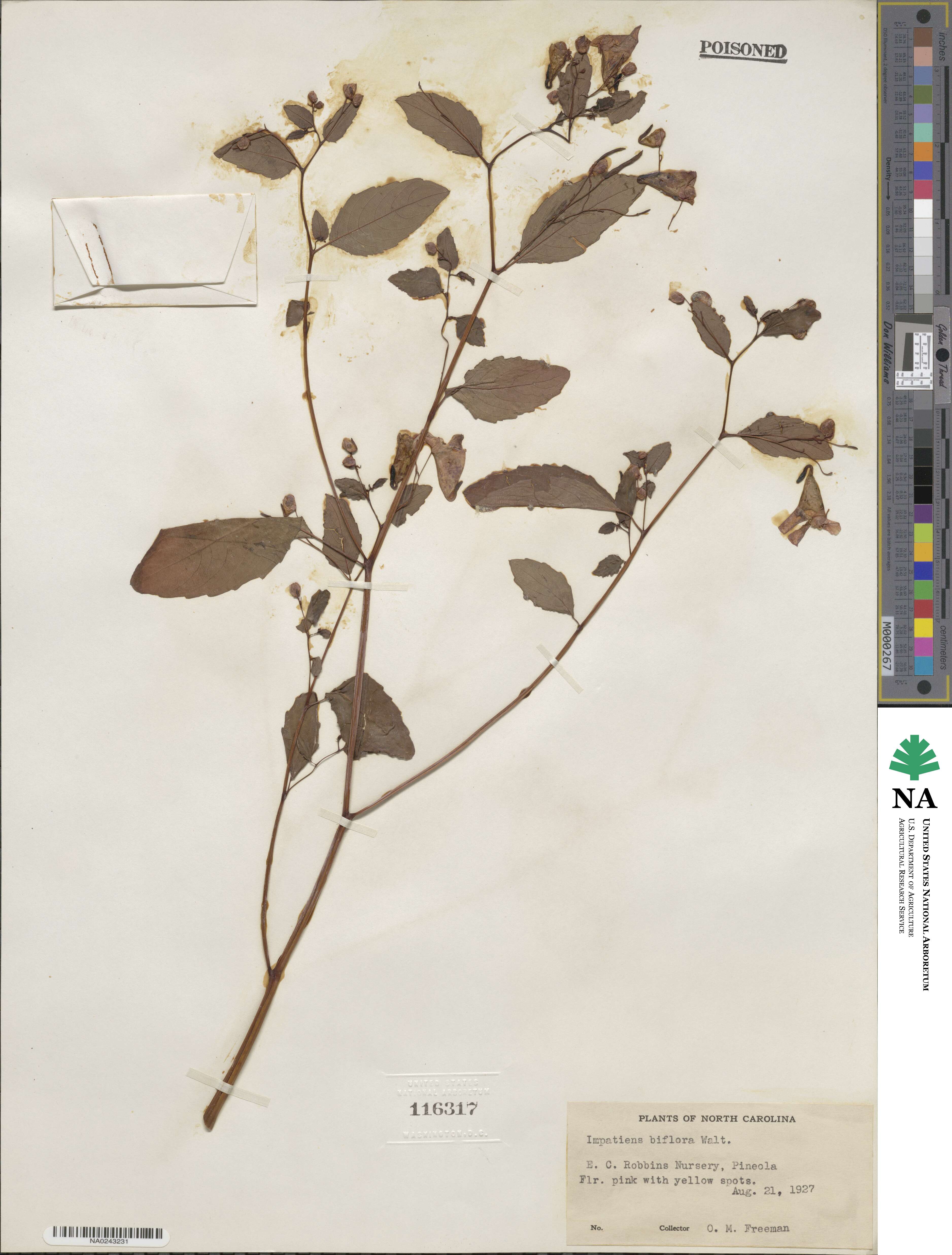 Impatiens capensis image