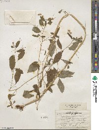 Impatiens capensis image