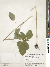 Impatiens pallida image