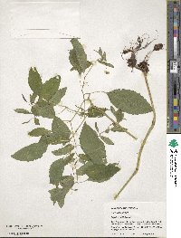 Impatiens pallida image