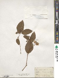 Impatiens pallida image