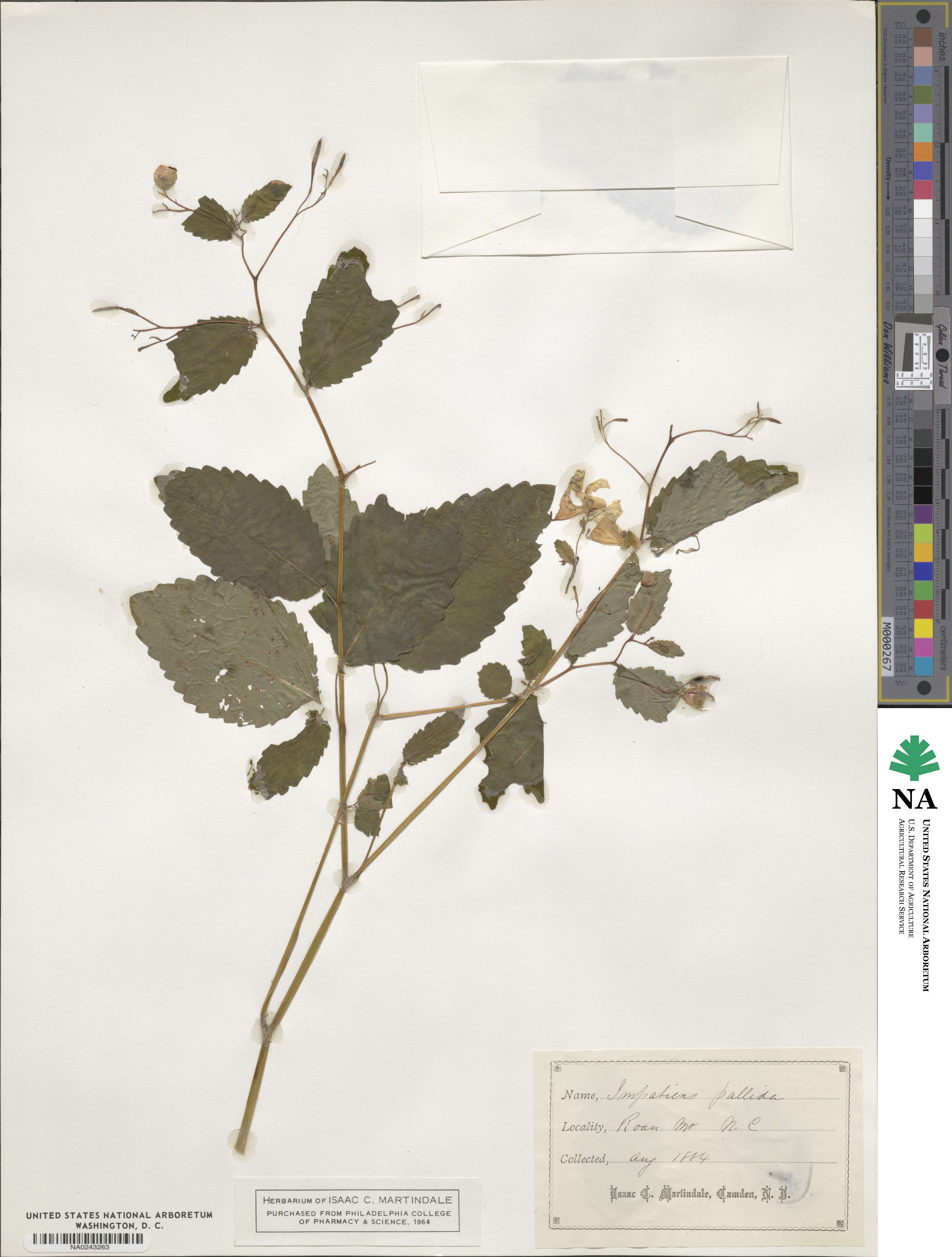 Impatiens pallida image