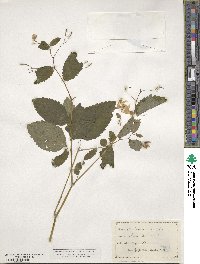 Impatiens pallida image