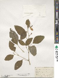 Impatiens pallida image