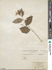 Impatiens pallida image