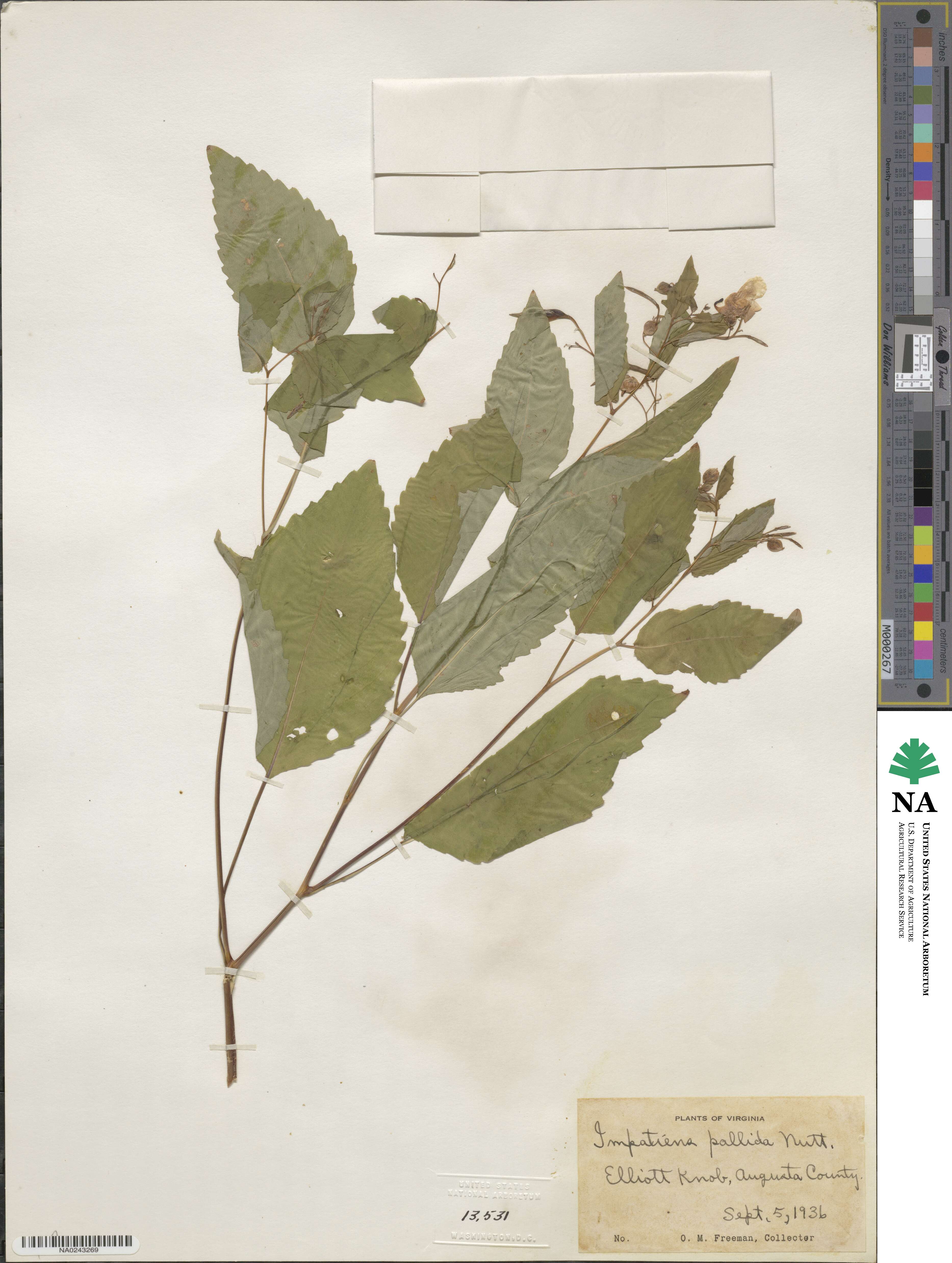 Impatiens pallida image
