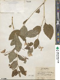 Impatiens pallida image