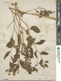 Impatiens pallida image