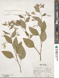 Impatiens pallida image