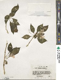 Image of Impatiens balsamina