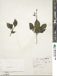 Impatiens hochstetteri image