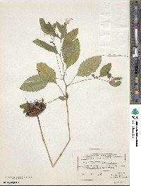 Impatiens noli-tangere image