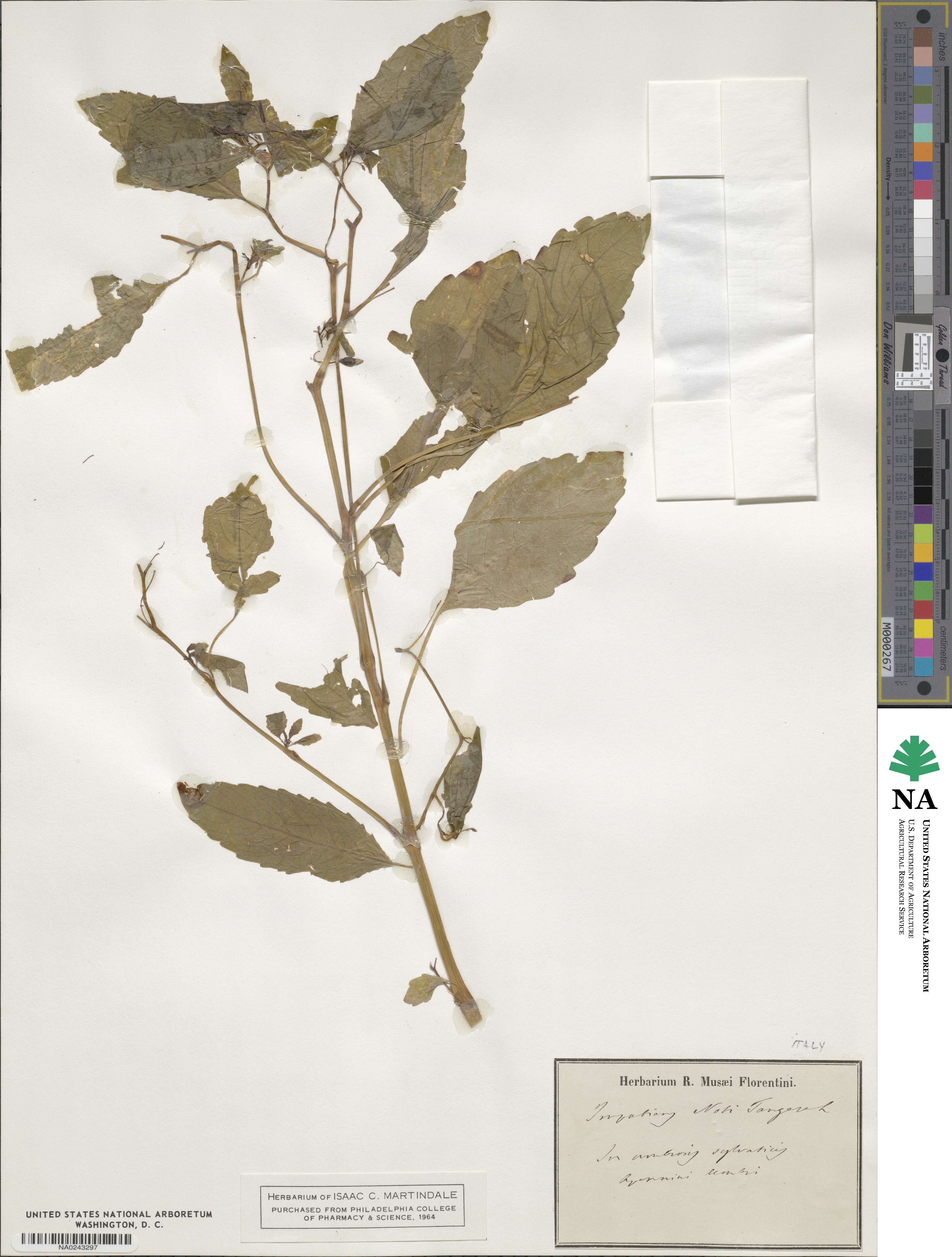 Impatiens noli-tangere image