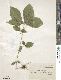 Impatiens parviflora image