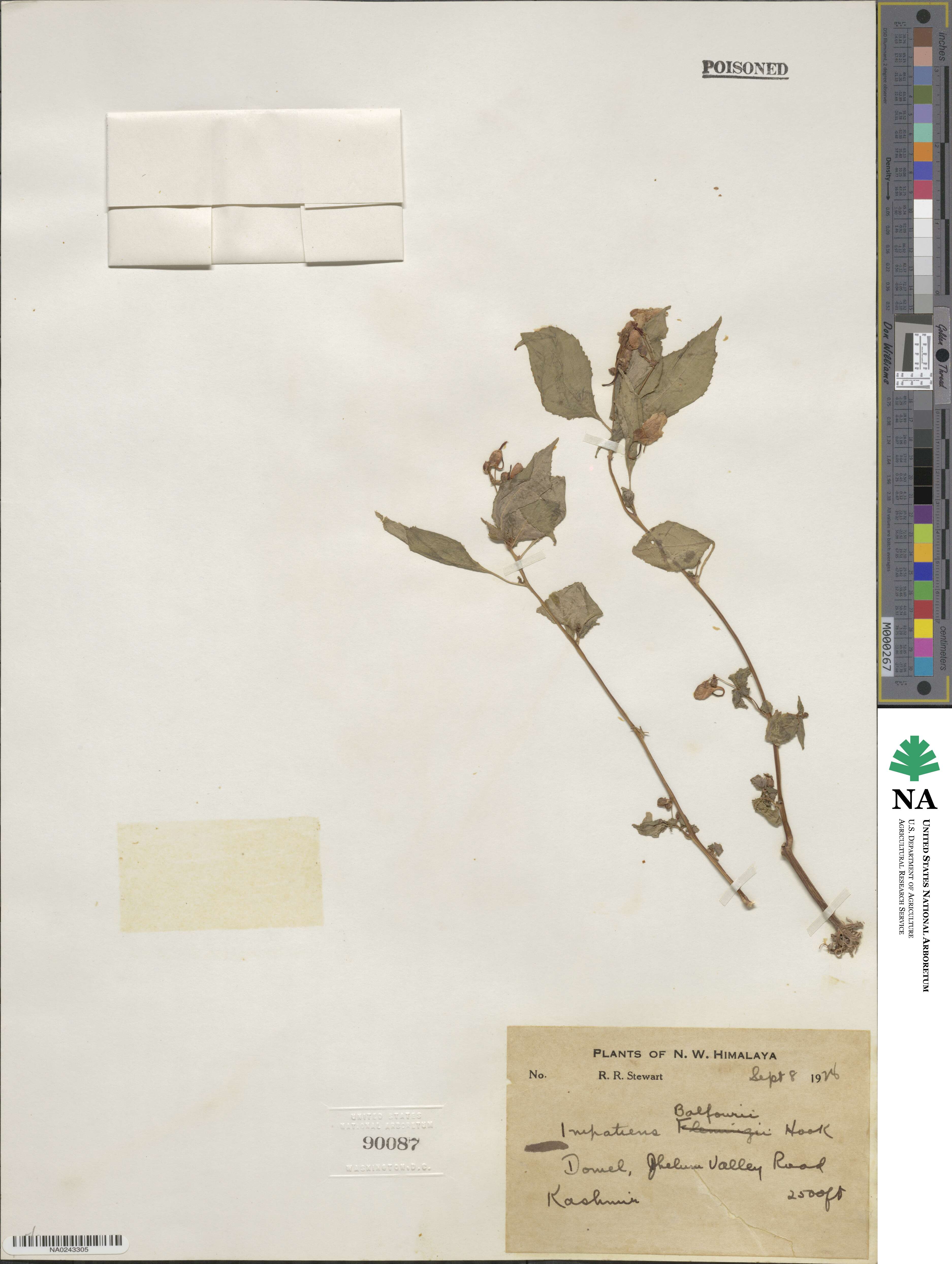 Impatiens balfourii image