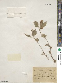 Impatiens balfourii image