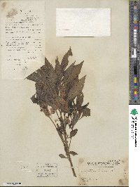 Impatiens balsamina image