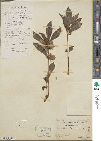 Impatiens balsamina image