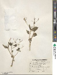 Impatiens bicolor image