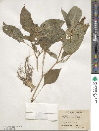 Impatiens bicolor image