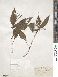 Impatiens bicolor image