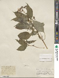 Impatiens bicolor image