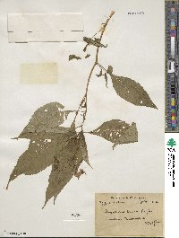 Impatiens bicolor image