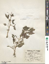 Impatiens brachycentra image