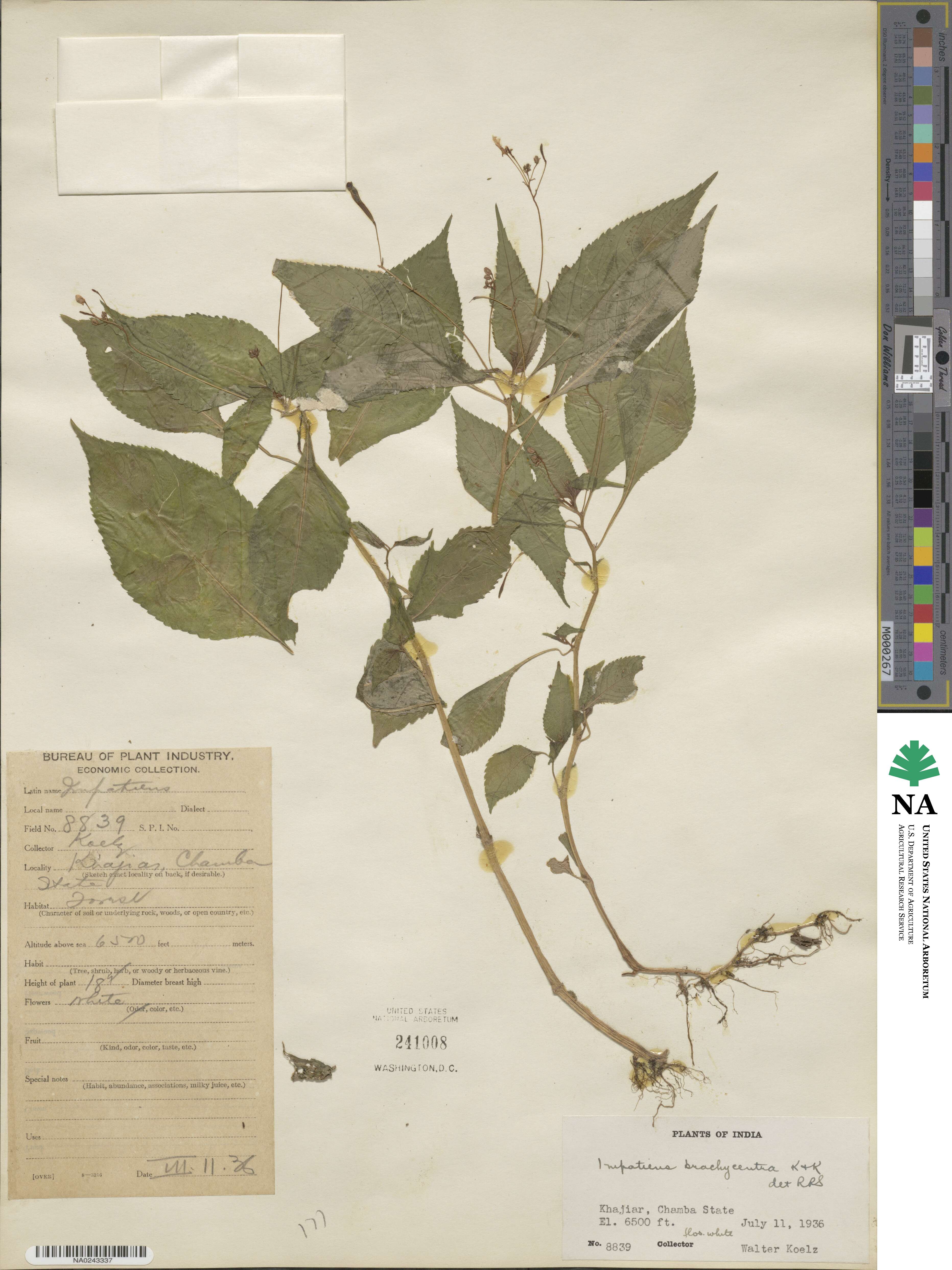 Impatiens brachycentra image