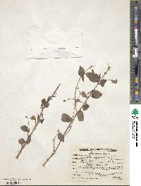 Impatiens edgeworthii image