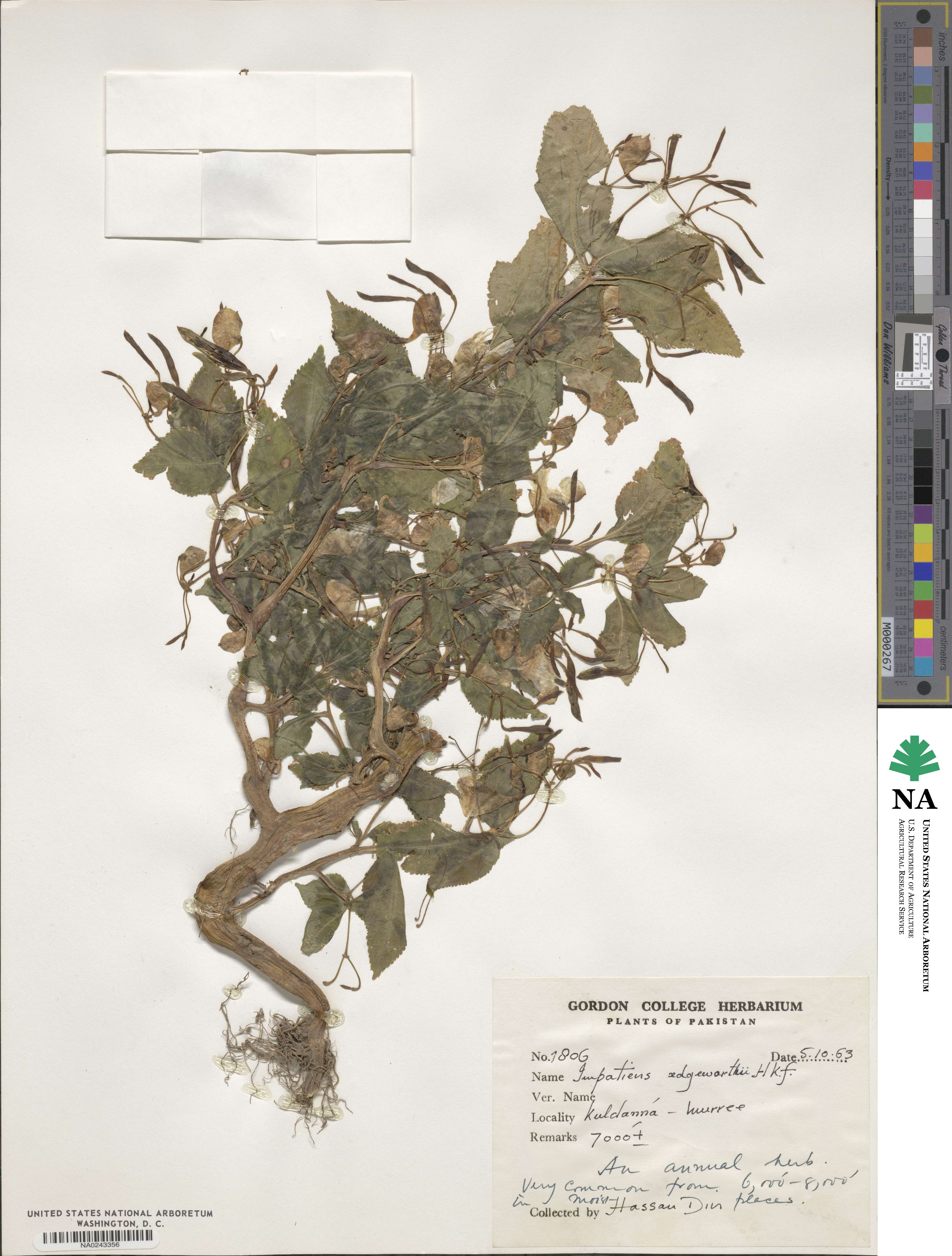 Impatiens edgeworthii image