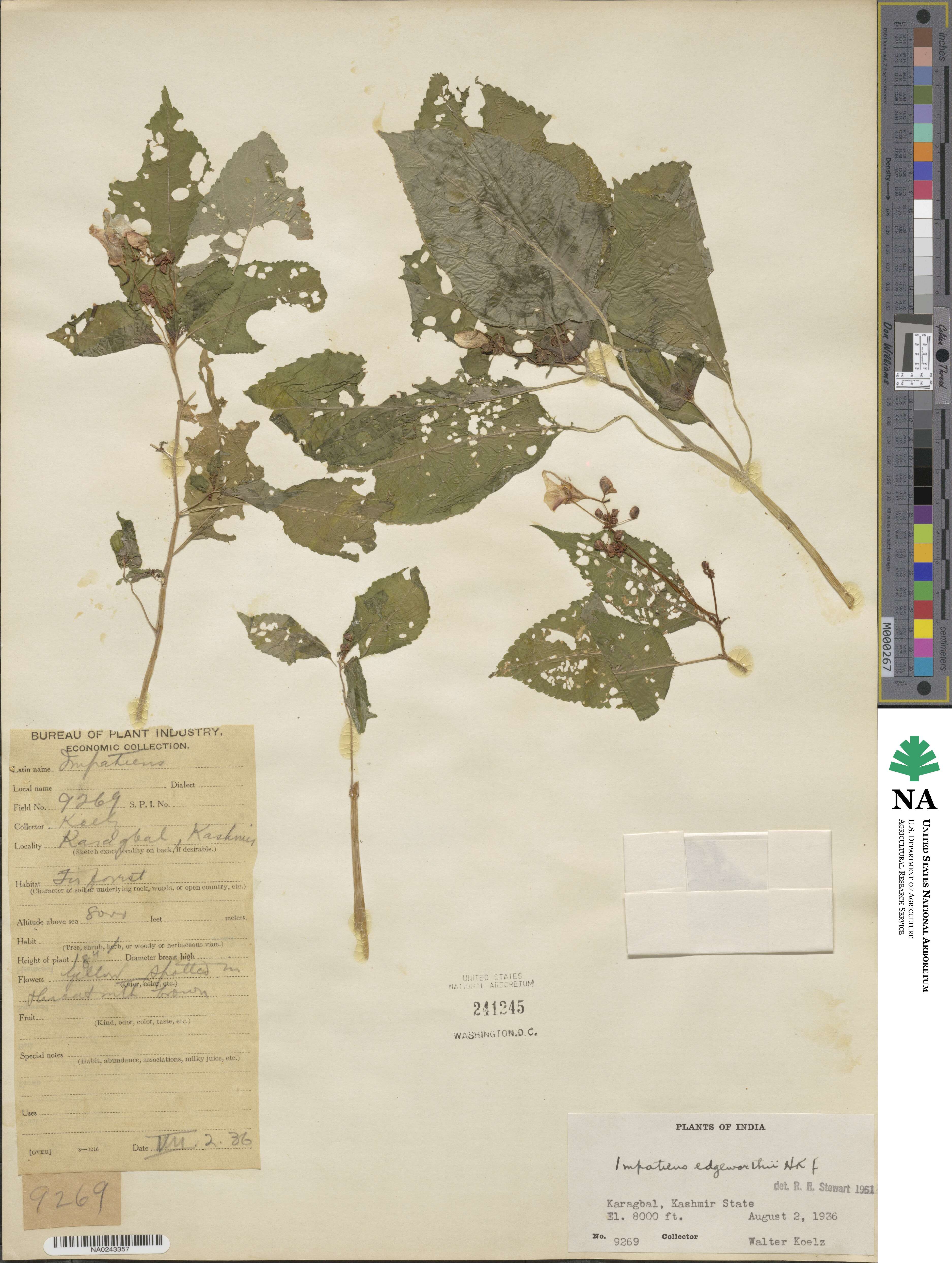 Impatiens edgeworthii image