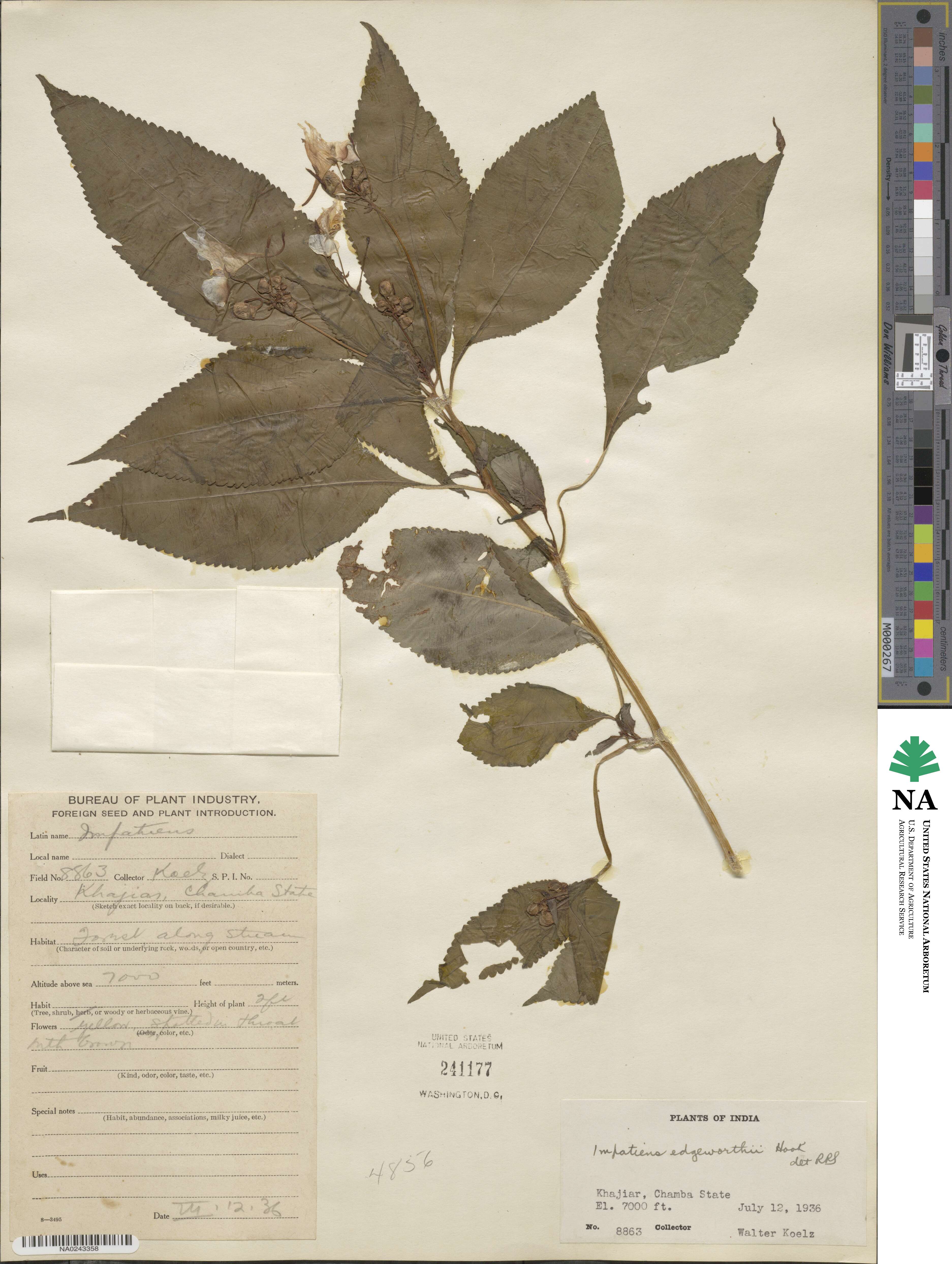 Impatiens edgeworthii image