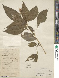 Impatiens edgeworthii image