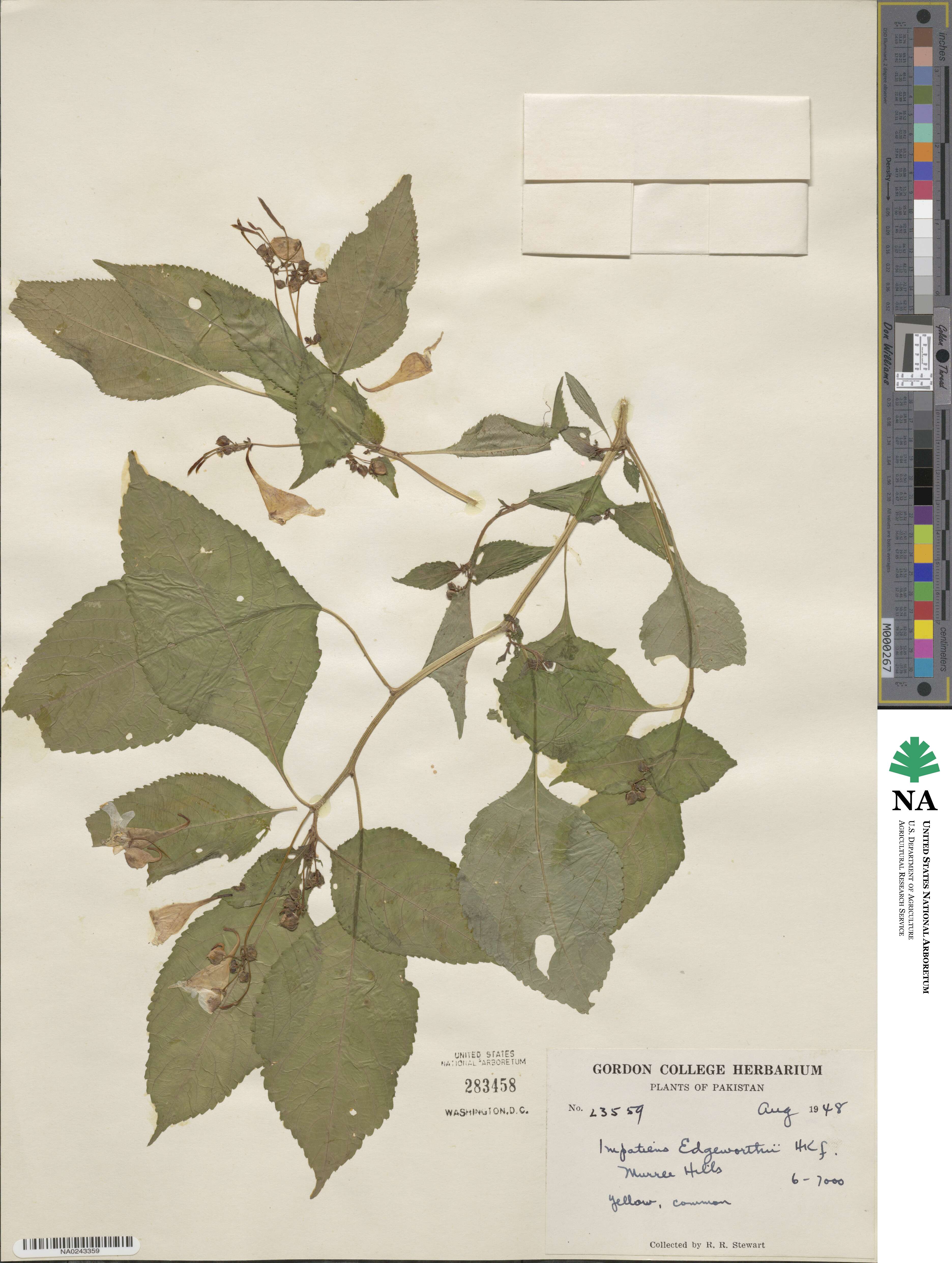 Impatiens edgeworthii image