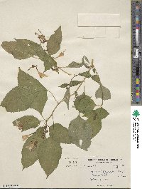 Impatiens edgeworthii image