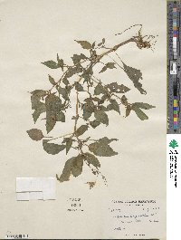 Impatiens edgeworthii image