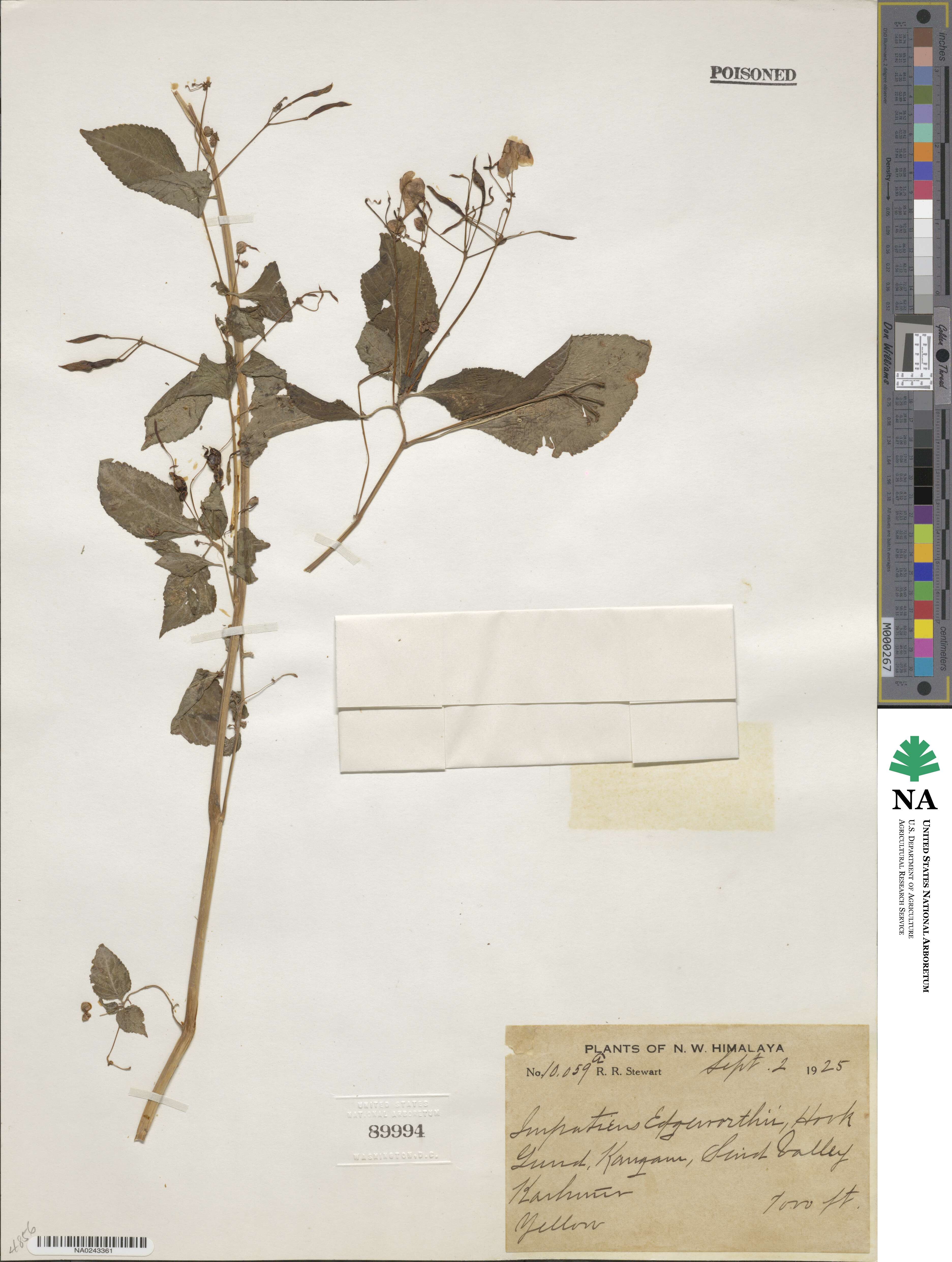 Impatiens edgeworthii image