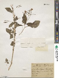 Impatiens edgeworthii image