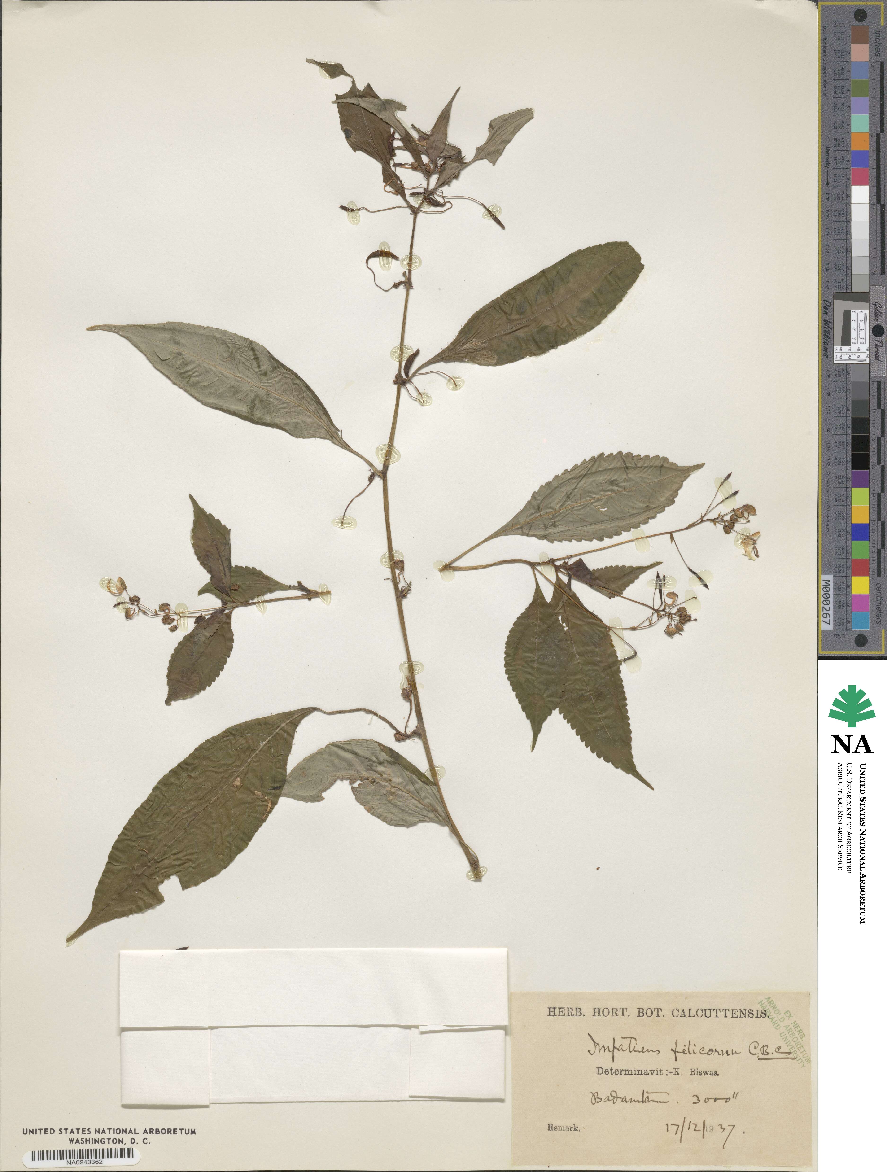 Impatiens filicornu image